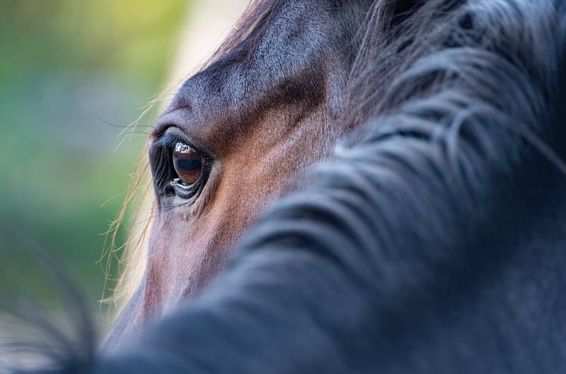 Equestrian Sports